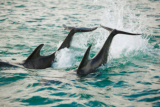 biomimetic fins dolphins surf