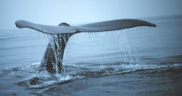 Humpback whale tail fluke leaving the water, soft trailing edge