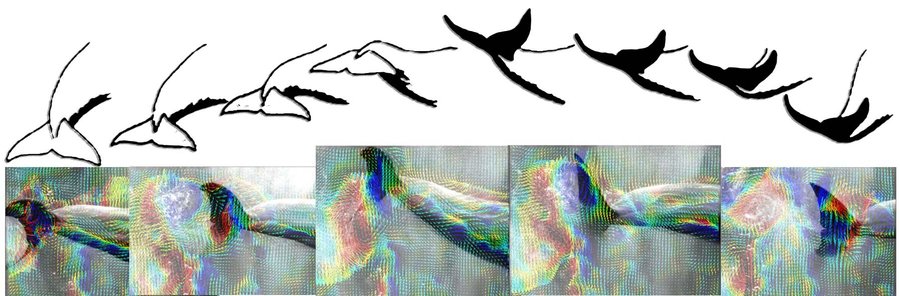 Analysis of a dolphin fluke beat and water velocity fields